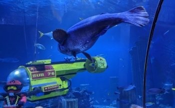SEA LIFE Aquarium