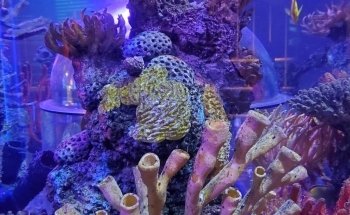 SEA LIFE Aquarium