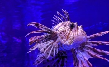 SEA LIFE Aquarium