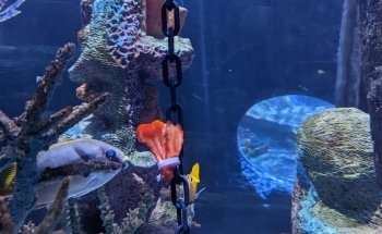 SEA LIFE Arizona Aquarium