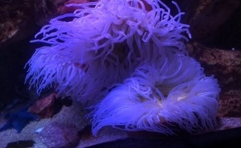SEA LIFE Arizona Aquarium