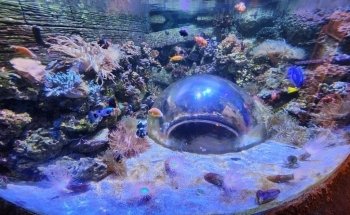 SEA LIFE Arizona Aquarium