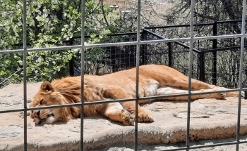 Branson's Wild World