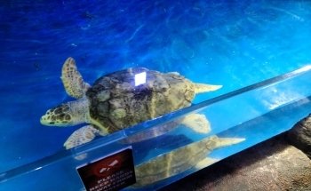 Branson's Wild World