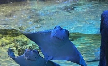 Branson's Wild World