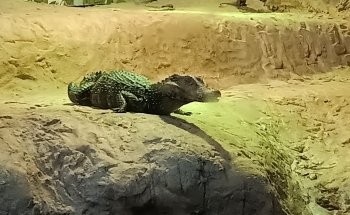 Branson's Wild World