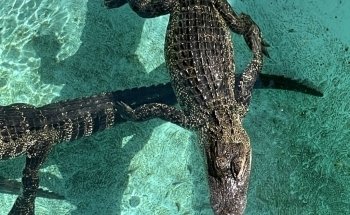 Florida Keys Aquarium Encounters