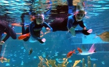 Encuentros en el Acuario de los Cayos de Florida