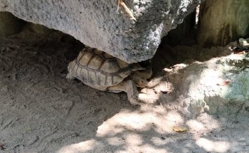 Florida Keys Aquarium Encounters