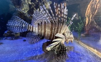 Florida Keys Aquarium Encounters