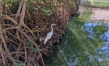 Florida Keys Aquarium Encounters