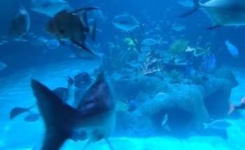 Florida Keys Aquarium Encounters