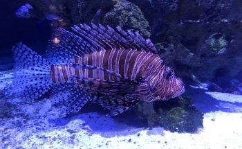 North Carolina Aquarium at Pine Knoll Shores