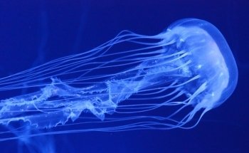 North Carolina Aquarium at Pine Knoll Shores