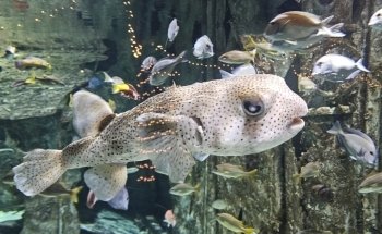 North Carolina Aquarium at Pine Knoll Shores