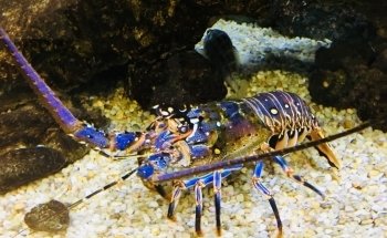 Alabama Aquarium at the Dauphin Island Sea Lab