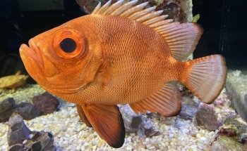 Alabama Aquarium at the Dauphin Island Sea Lab