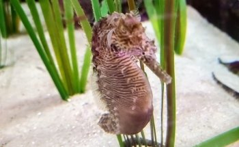 Alabama Aquarium at the Dauphin Island Sea Lab