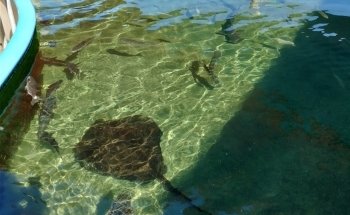 Alabama Aquarium at the Dauphin Island Sea Lab
