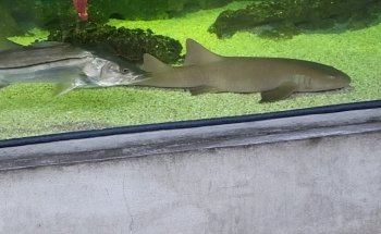 Alabama Aquarium at the Dauphin Island Sea Lab