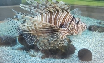 Alabama Aquarium at the Dauphin Island Sea Lab