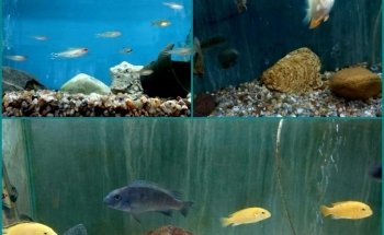 Acuario Oasis