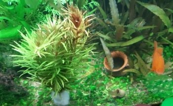 Acuario Oasis