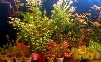 Acuario Oasis
