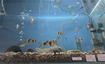 Acuario Oasis