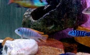 Acuario Oasis