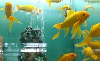 Acuario Oasis