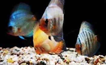 Oasis Aquarium
