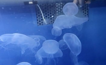 Aquarium Restaurant