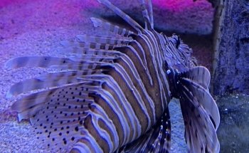 Blue Zoo Aquarium Spokane