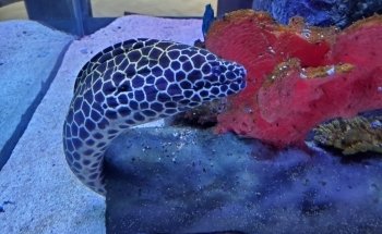 Blue Zoo Aquarium Spokane