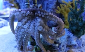 Blue Zoo Aquarium Spokane