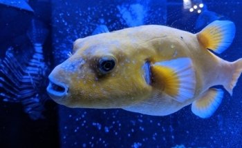 Blue Zoo Aquarium Spokane