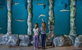 Blue Zoo Aquarium Baton Rouge