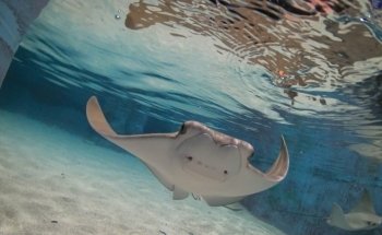 Acuario Blue Zoo Baton Rouge