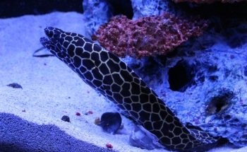 Blue Zoo Aquarium Baton Rouge