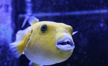 Blue Zoo Aquarium Baton Rouge