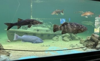 Tarpon Springs Aquarium and Animal Sanctuary