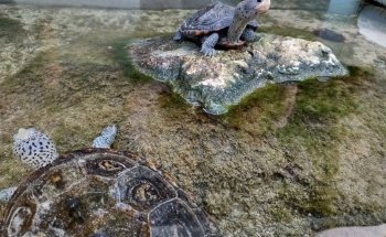 Tarpon Springs Aquarium and Animal Sanctuary