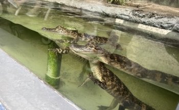 Tarpon Springs Aquarium and Animal Sanctuary