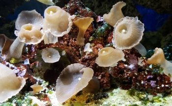 Tarpon Springs Aquarium and Animal Sanctuary
