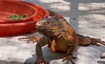 Tarpon Springs Aquarium and Animal Sanctuary