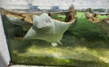Tarpon Springs Aquarium and Animal Sanctuary