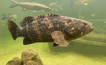 Tarpon Springs Aquarium and Animal Sanctuary