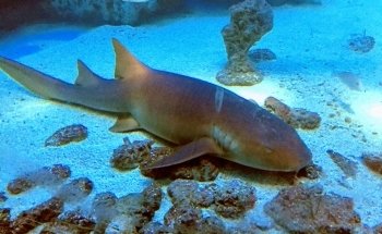 Tarpon Springs Aquarium and Animal Sanctuary