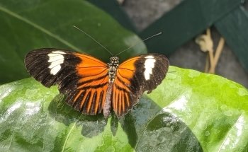 Butterfly House & Aquarium